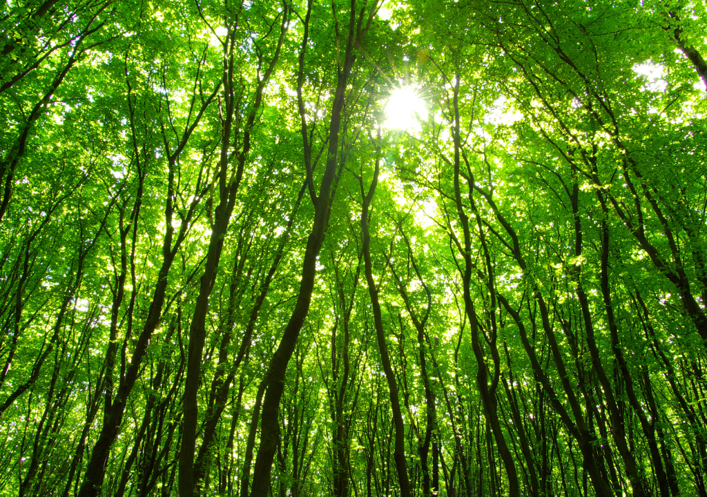 forest The Stand-On Expo Floor can weigh up to 3600kg/m2.